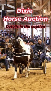 Dixie horse Auction is a 3 day Event you don’t want to miss! DATES: March 21-23, 2024 LOCATION: Iredell County Fairgrounds, Troutman NC there’s horses 🐴 - there’s food 🥘- there’s fun 🤩 TIMELINE ⬇️ ✨Thursday March 21, 2024 Consignmest check in & Vendor setup * 5PM Trail Horse Competition (a competition held for horses entered in the auction) Grand prize $1000 ✨Friday March 22, 2024 Auction * 9AM: FIELD ITEMS: Tack - Antiques - Horse Drawn Equipment * 10AM: HARNESSES AND SADDLES * 12 Noon: HEAV