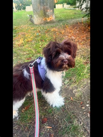 Small village. Big views. Tiny schnauzer. 🐶🌄 #VillageVibes #sunsetWalks #eveningStroll #PuppyLove #puppiesoftiktok #dogmum #minischnauzer