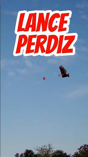 ¿La has visto? 💥 Lance a perdiz con ShotKam