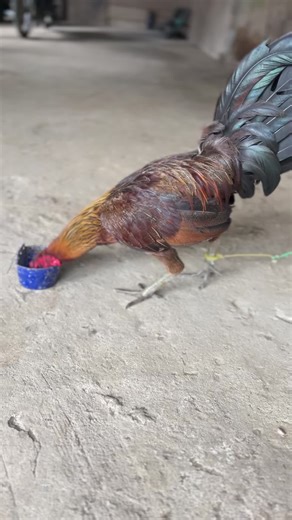 ⭐️ tanpa luka #brandatiktok #fyppppppppppppppppppppppp #bugispride🏝️🔥fypシ #ayamfilipin🇵🇭 #walameronmorowali