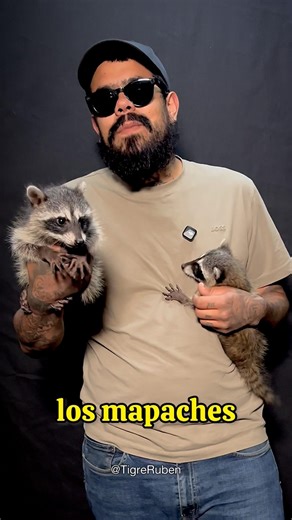 Los mapaches son más inteligentes de lo que crees 😝🐾🤷🏻‍♂️...#mapaches #animales #viral