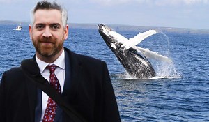 TD snaps incredible humpback whale breach off Cork coast - Extra.ie