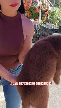 Beautiful Red Bac Ha Bear puppies! #bachadog #funnypetsvn #mountainpuppy