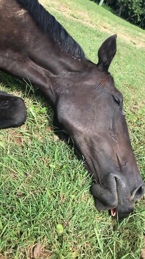 Enjoy some videos of Lily snoring #sleep #sleeping #horse #equestrian #equine #sleepinghorse
