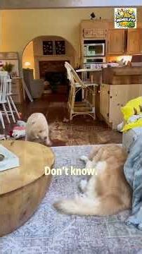 Dogs Talking Like Humans?! This Got Out of Hand 😂 #funny #animalmemes #pets