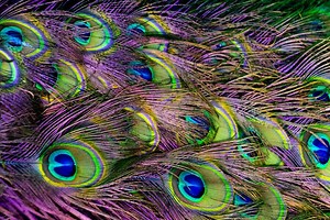 Are Peacock Feathers Bad Luck? 7 Meanings & Superstitions