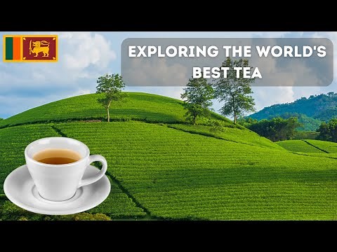 Exploring the World's Best Tea | A Journey to Sri Lanka's Tea Plantations