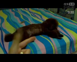 大白熊犬的训练方法有哪些