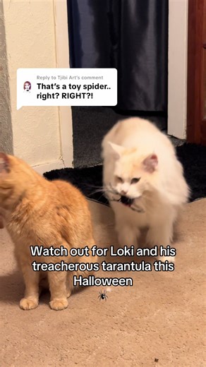 Adventures of Loki on TikTok