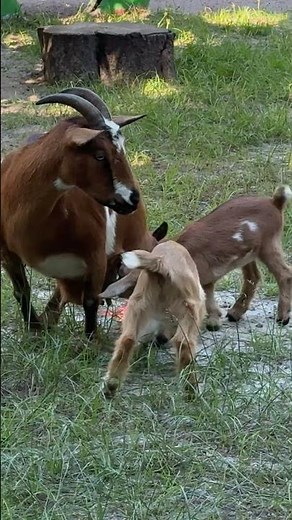 You Won't Believe What These Baby Goats Do!