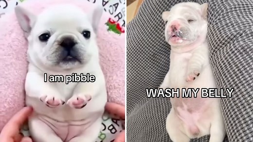 I Am Pibble, Wash My Belly | Know Your Meme