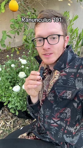 Ranunculus 101: A Complete Guide for Gardeners in Zone 9