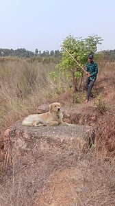 Double dogs 🐕 catching 😱 catching 😱 #dog #viralreelsシ #reel #reels #viral #trendingreels #viralreels #trending #facebook #AmaZing #fbreels #wildlife | Duari Behera