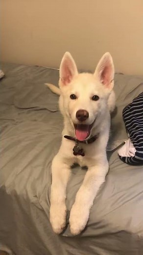 husky lab mix puppy howling