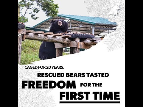 Caged For 20 Years, Rescued Bear Tasted Freedom For The First Time