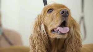 7 Things You Should Know About the Charming Cocker Spaniel Breed