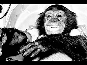 The Sweet Story Of Ham The Space Chimp & His Successful Flight