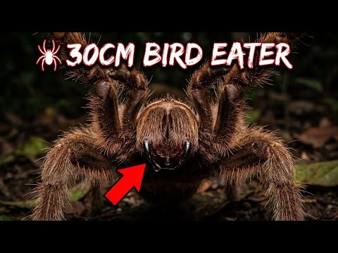 🕷️ The Spider So Big It EATS BIRDS — And You Can Hear It From 5 Meters Away 😨