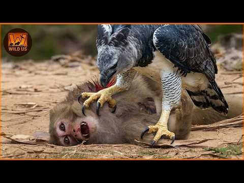 Deadliest Eagle Attacks Caught on Camera | No Mercy in the Wild | Wild Animals