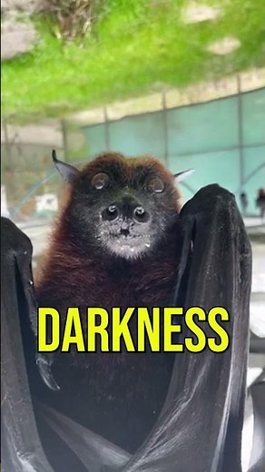 How Bats “See” With Sound | Echolocation Explained