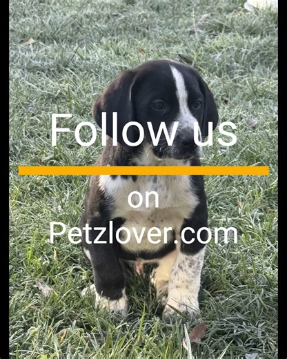 🏔️ Majestic Bernese Mountain Dog Puppies — Built for Active Loving Homes 🏔️ 🐶✨ These beautiful Bernese Mountain Dog puppies are looking for active, committed families ready to welcome a loyal and intelligent large-breed companion into their lives. Bernese Mountain Dogs are known for their affectionate nature, strength, and devotion to their people. These pups will thrive best with individuals or families who enjoy an active lifestyle and are prepared to provide consistent training, daily exer