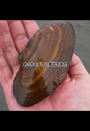 誰もいない潮干狩り場の魅力