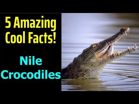 5 Fascinating Facts About Nile Crocodiles