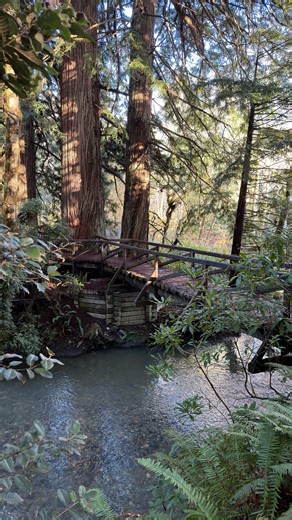 Five fairytale hikes among the tallest trees on Earth. Places where everything feels quieter, smaller, and a little unreal. 1️⃣ Rockefeller Forest Home to the largest remaining stand of old-growth coast redwoods in the world. Walking here feels endless in the best way—towering giants in every direction. 2️⃣ Mariposa Grove of Giant Sequoias Some of the most massive trees on Earth, including the famous Grizzly Giant. The scale here is hard to comprehend until you’re standing at the base. 3️⃣ Lady 