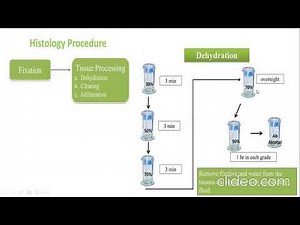 Histological techniques Dr.N.Aarthi