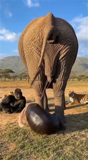 Elephent Give birth in the forest 1