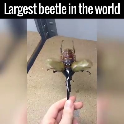 The largest beetle in the world is also a f*cking helicopter! OMG 󾆐 via ViralHog | UNILAD