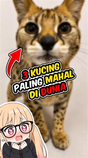 3 Kucing Paling Mahal Di Dunia 😻 #faktaunik #facts #viral