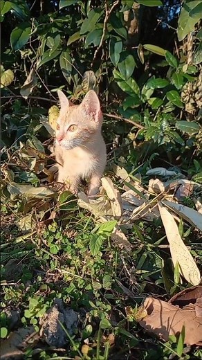 Cute Soft Cats 💕😻