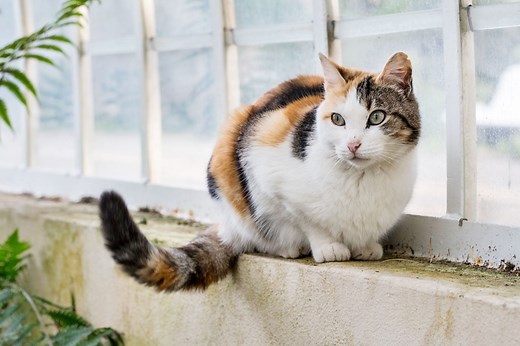 Why Do Cats Wag Their Tails? A Cat Behavior Expert Explains