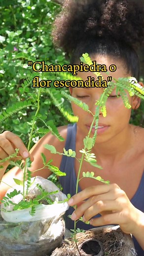 Adiós cálculos renales 👌🌿👇 Beneficios de la Chanca Piedra - Phyllantus niruri :👇 -Disuelve y ayuda a eliminar cálculos renales. -Relaja los conductos urinarios, facilitando la expulsión. -Elimina líquidos retenidos y combate la inflamación -Protege el hígado y combate infecciones urinarias. ¿Cómo consumirla para cálculos renales? Infusión: hierbe 150 mililitros de agua y agrega 1 cucharada de planta seca o 10 gr de planta fresca (hojas tallo y raíz) todas las partes sirven . Reposar 10 min. 