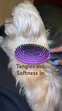 How I get my Maltese soft and tangle free. 2-in-1 Grooming Brush Routine. ￼
