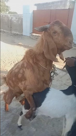 :Goat Mating in the Sahara Desert | Nature.. Moment: Goat and Buck Mating #lifeisbutadream
