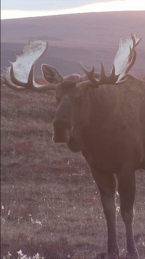 Evening views in Alaska. #moose #alaska #wildlife #nature #hunting