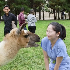 14K views · 418 reactions | BEST DAY EVER: UCSF-ers got a special treat when friendly therapy-trained llamas came to campus to help students destress during exams. | UCSF | Facebook
