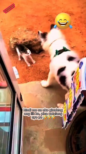 852K views · 10K reactions | Hindi kana na awa 藍藍藍 #friendlyᥫᩣシ #everyonehighlightsfollowers #amervlogz #fbreelsfypviral #viralpost2025シ #highlight2025 #fbyシvideo #friendsfollowersViewers #fbviralvideoreels #catanddog | Amer Vlogz | Facebook