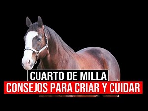 🔴 Consejos Para Criar y Cuidar CABALLOS CUARTO DE MILLA 🔴