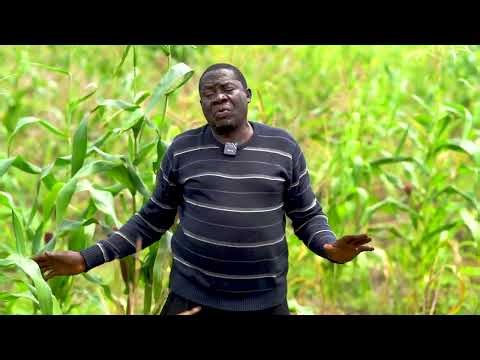 Maize Mixed Cropping