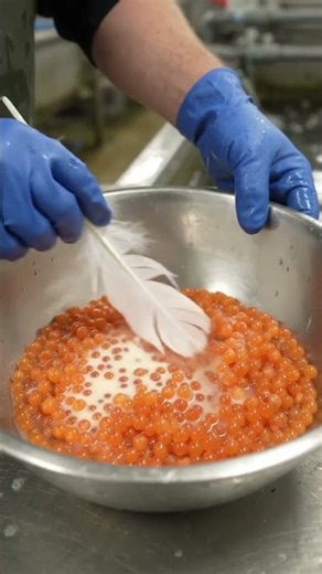 🐟 Successful Salmon Fish Breeding |#SalmonBreeding #FishBreeding #Aquaculture #FishFarming #Agriaqua