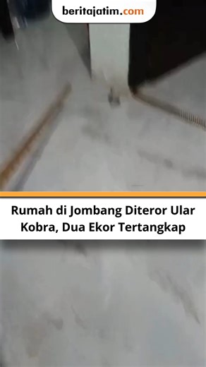 beritajatimcom on Instagram: "Di Desa Sawiji, Kecamatan Jogoroto, Kabupaten Jombang, sebuah kejadian mengejutkan terjadi pada Sabtu, 10 Januari 2025. Rumah milik Wildan Syaifullah (34) diduga menjadi sarang bagi ular jenis kobra. Dua anakan ular berbisa tersebut berhasil ditangkap saat memasuki salah satu kamar rumah. #jombang #jombanghits #viralreels❤️ Link https://beritajatim.com/rumah-warga-di-jombang-diteror-ular-kobra-dua-ekor-tertangkap?doing_wp_cron=1768058011.1986260414123535156250"