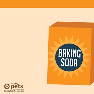Baking soda is nontoxic and safe to use around your pooch. 😉 | Dr. Karen Becker