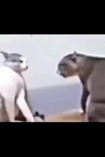 Hilarious Cat Video Compilation | CapCut