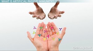 Passive Immunity | Definition, Types & Examples