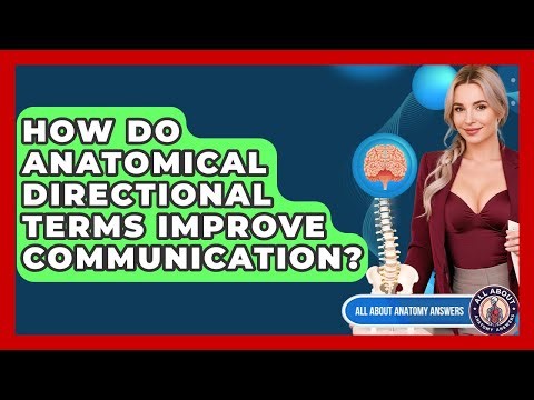 How Do Anatomical Directional Terms Improve Communication? - All About Anatomy Answers