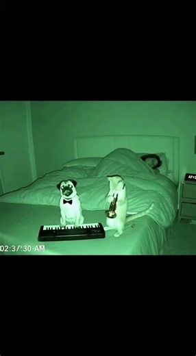 late night pug & cat play session 🐶🐱🌙