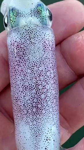 26K views · 724 reactions | Amazing  | Nature gallery | Facebook